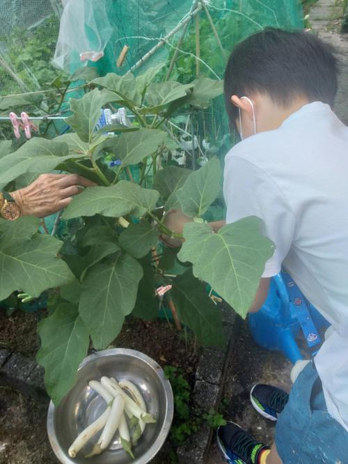 梦见摘茄子