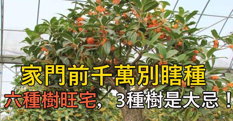 门前种什么树风水好?门口种树风水详解