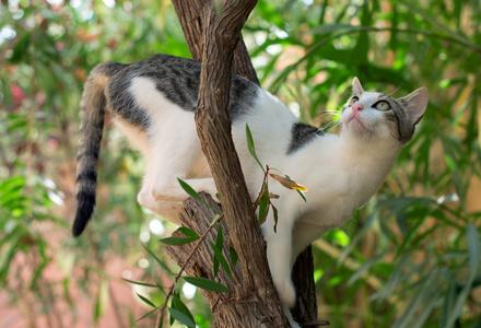 梦见野猫爬树
