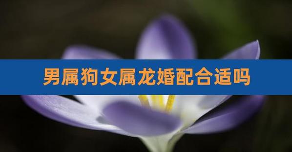 女属龙男属狗合婚吗