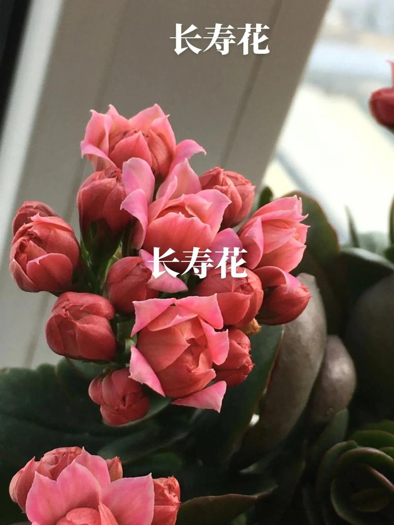 花语中哪些代表长寿的植物