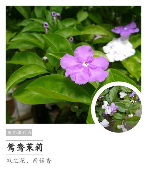 各种花的花语:鸳鸯茉莉的花语是什么?
