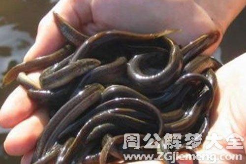 梦见田里有鱼 梦见田里有鱼和泥鳅