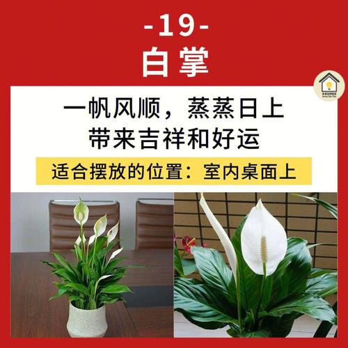 居家风水中最旺财的18种植物