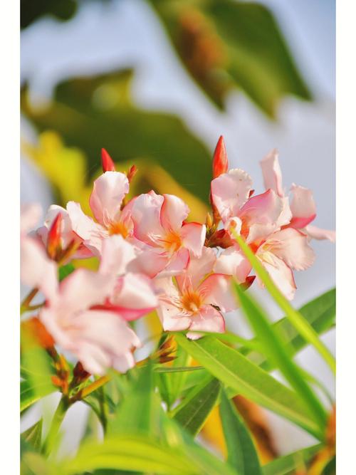 梦见花园的花被摘了是什么意思