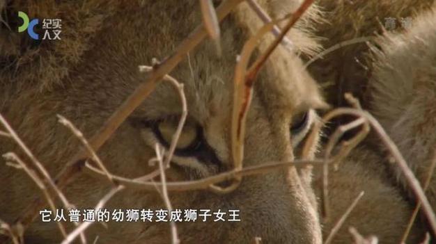 狮子男出轨后愧疚的表现