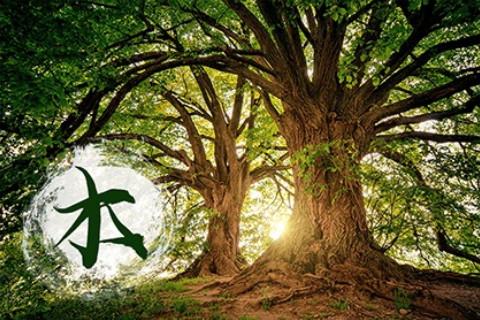 八字命理中五行缺木需要注意的地方!