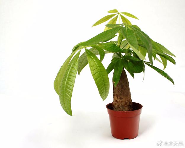 财运风水植物有哪些