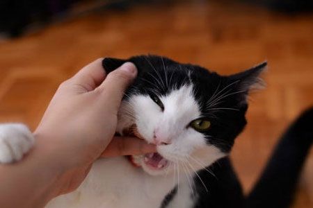 女人梦到狗把猫咬死了预示着什么意思