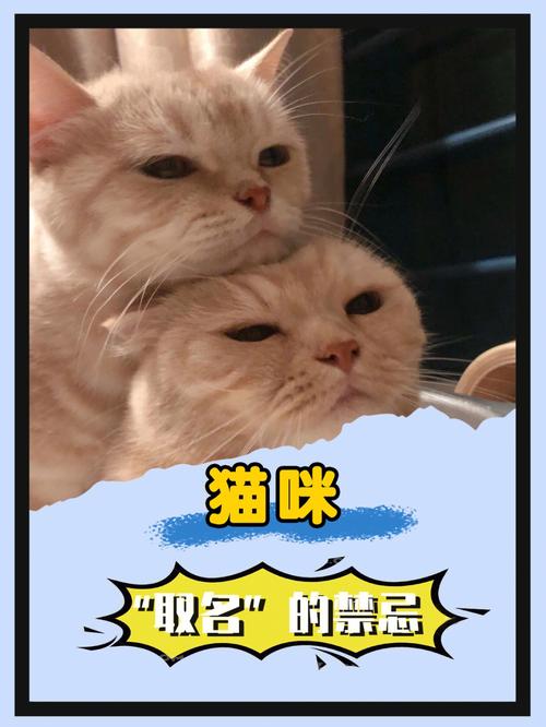 猫咪取名禁忌词汇