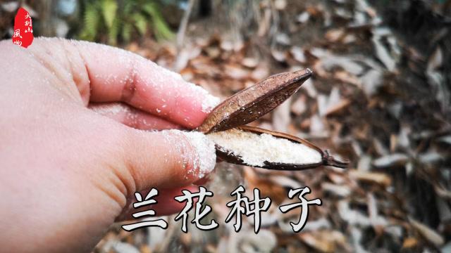 梦见兰花发芽周公解梦，梦见兰花发芽是什么意思？