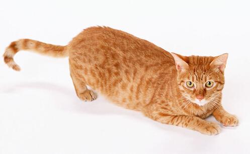 梦见一只黄猫是什么意思