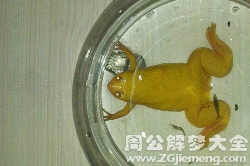 梦见金蛙死了是什么意思