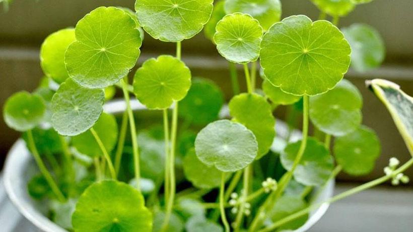 属蛇的适合养什么植物