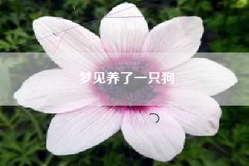 梦见养狗了