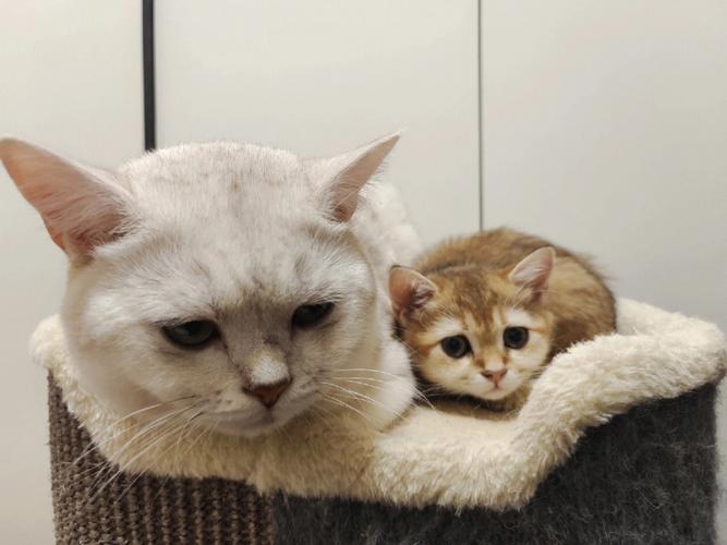 梦见猫黏我