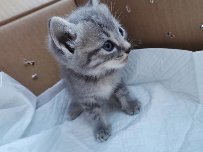 梦见小猫崽进家是什么意思