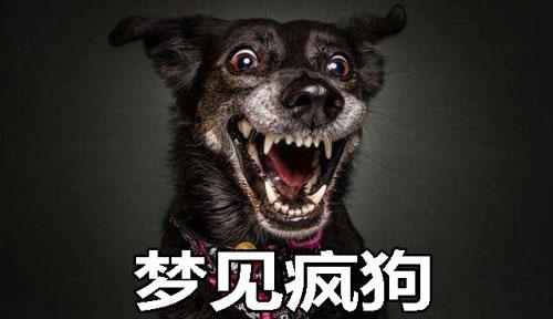 梦见疯狗是什么意思