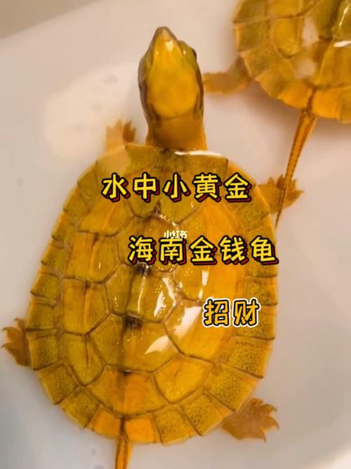 金钱龟养几个风水最好