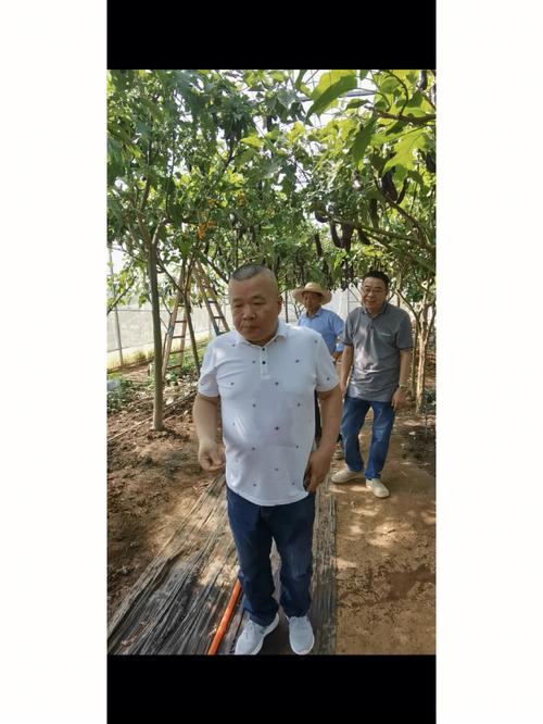 梦见茄子树上挂满茄子