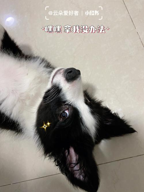 为什么冬月的狗命不好