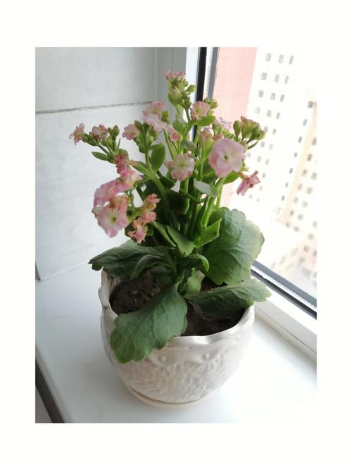 什么样的花在家里养大