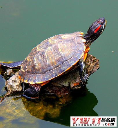 梦见看见乌龟