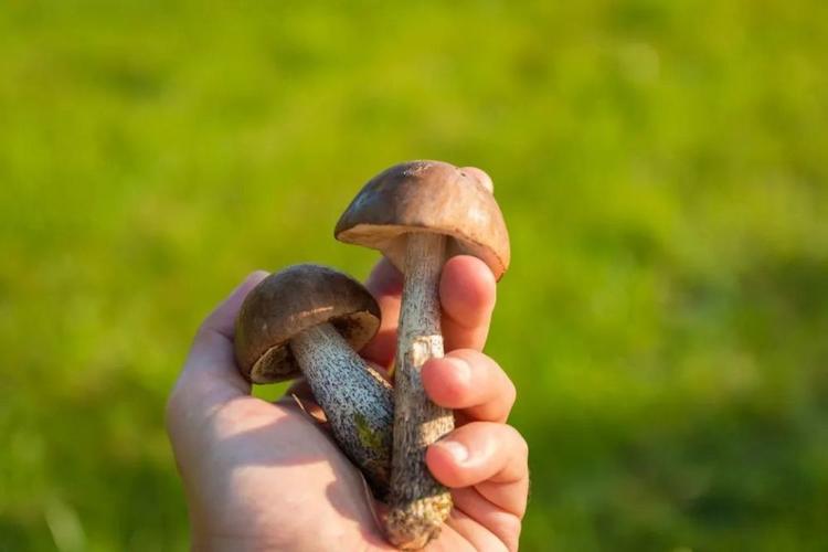 梦见蘑菇是什么意思