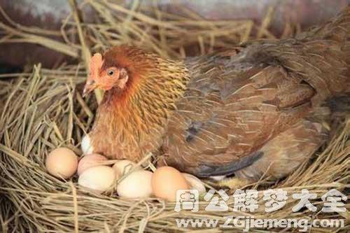 梦见房间有鸡