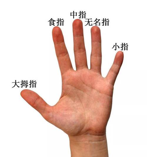 身体健康指尖细指根粗叫什么手