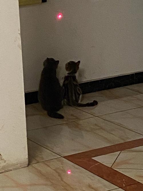 属鸡养猫会带来什么运气