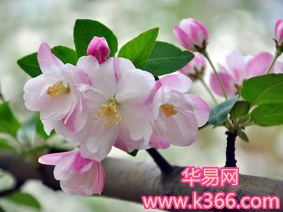 梦见花开是什么意思