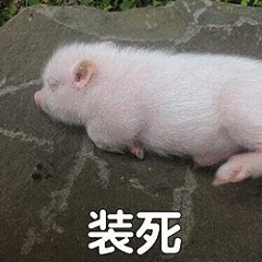 梦见装死