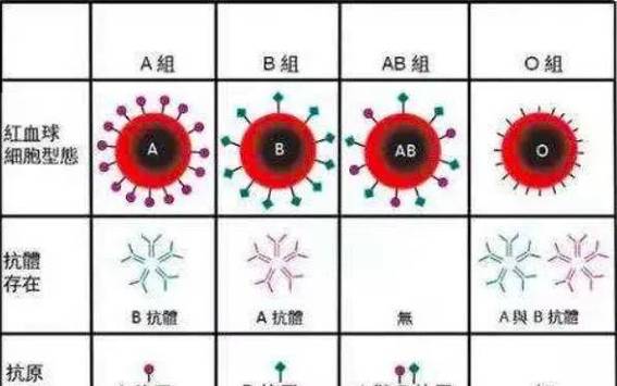 世界上最稀有的血型排行榜