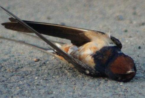 梦见鸟死了我哭了