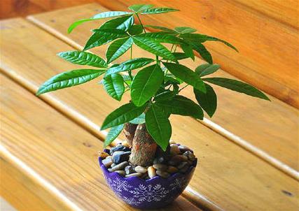 明财位可以放什么植物,客厅财位放什么植物可以招财