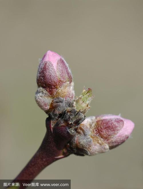 梦到桃子在肚里长芽是什么意思