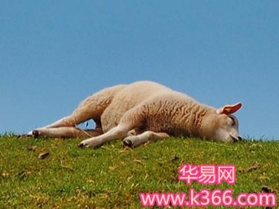 梦见羊被杀