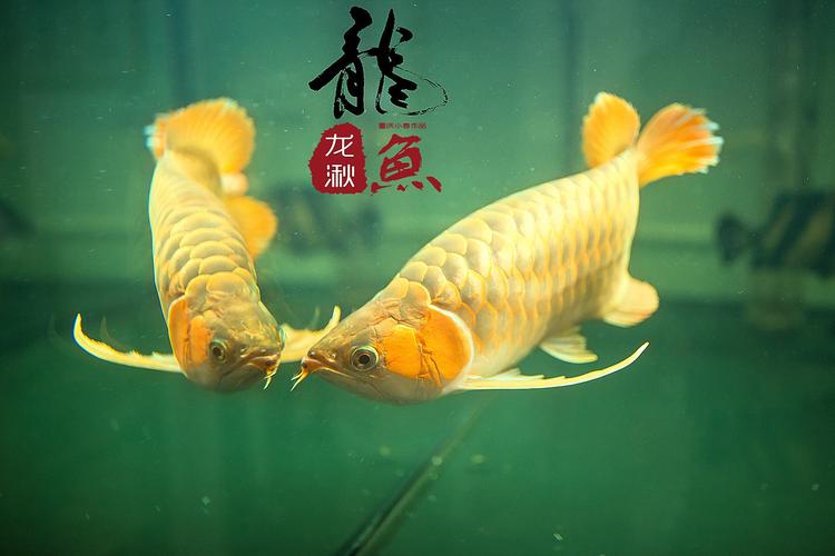 龙鱼风水好吗 养龙鱼对家里风水好吗