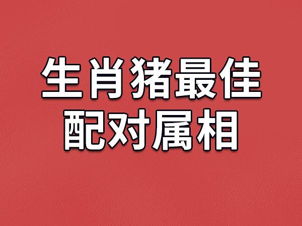 生肖猪喜欢人的表现方式
