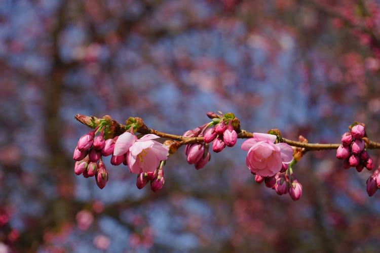 梦见樱桃花蕾