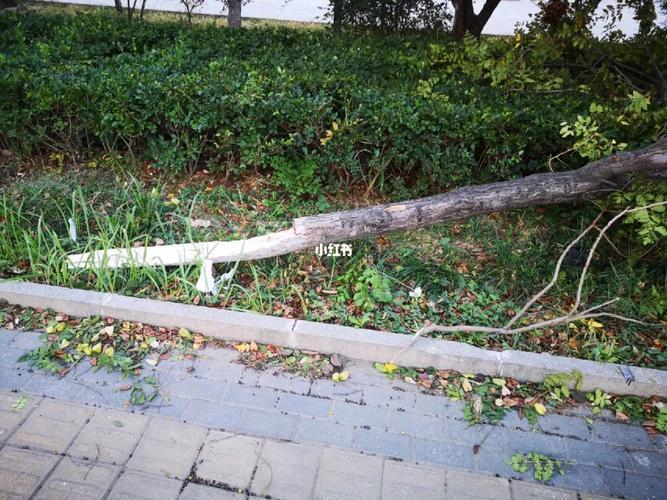 梦见大风吹断大树怎么回事
