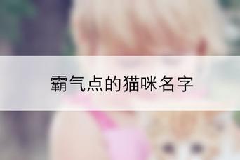 给猫取名字霸气又拽
