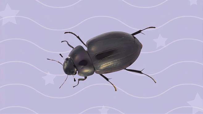 梦见甲虫 梦见水甲虫