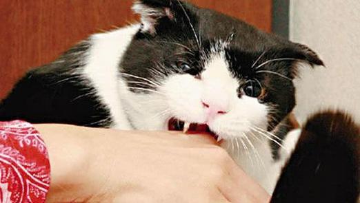 梦见杀死自己的猫