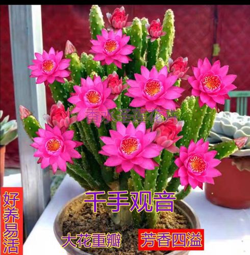 房子客厅摆放什么植物招财