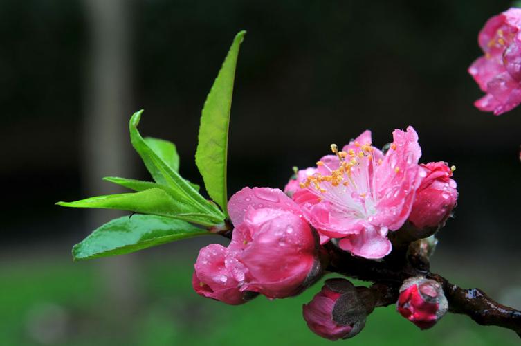 未来一个月桃花灿烂