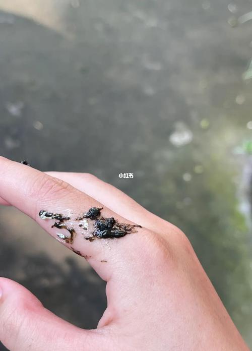 风水上鸟屎掉头上预兆