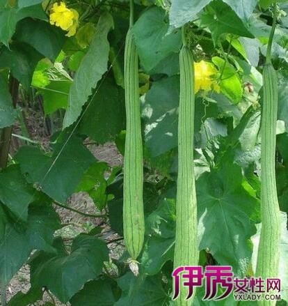 梦见买丝瓜