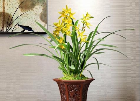 兰花摆放在办公室风水好不好?兰花摆放有哪些风水禁忌?